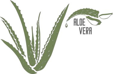 Aralia Mandshurica meyve vektörü siluetiyle ortaya çıktı. Aralia Mançurya 'nın tıbbi bitki taslağı. Aralia Mandshurica bitki silueti. İlaç ve kozmetik ürünleri için..