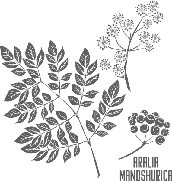 stock vector Aralia mandshurica stems with fruits vector silhouette. Aralia Manchurian medicinal herbal outline. Set of Aralia mandshurica plant silhouette for pharmaceuticals and cosmetology.