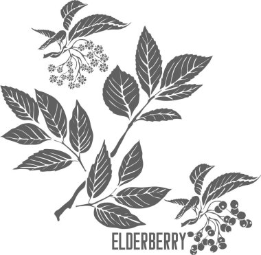 Meyve vektör silueti ile siyah Mürver çiçekleri. Sambuci nigrae flores tıbbi özet. İlaç ve yemek sırasına dizilmiş Elderberry yaprakları ve çiçekler..