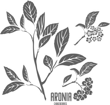 Renkli vektör siluetinde boğuüzümü. Aronia melanocarpa bitkisinin tıbbi ana hatları. Eczacılık ve aşçılık için sırada Aronia şubesi var. Black Rowan şubesinin çizimi.