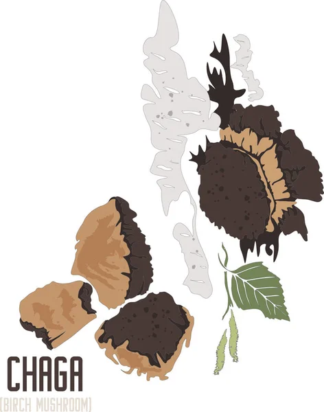 Chaga mantarı vektör siluetinde. Inonotus oblikus tıbbi mantar görüntüsü. İlaç için Chaga mantarının renkli vektör botanik çizimi. Gri hatlı huş ağacı mantarı ve renk çizimi.