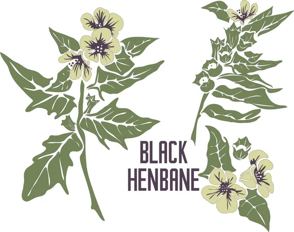 Colchicum Specosum çiçekleri renk vektör silueti. Colchicum Specosum bitkisinin tıbbi taslağı. İlaç için sonbahar çiçeği renginde vektör botanik çizimi. Gri hatlı Colchicum Autumnale ve renk çizimi.