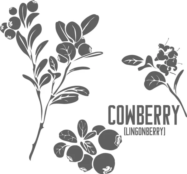 Vektör siluetinde yabanmersini. Aşı vitis-idaea şifalı bitkinin ana hatları. İlaç vektör görüntüsü için Lingonberry meyveleri sıraya dizilsin. Cowberry şubesinin şifa bitkisinin birleşik çizimi.