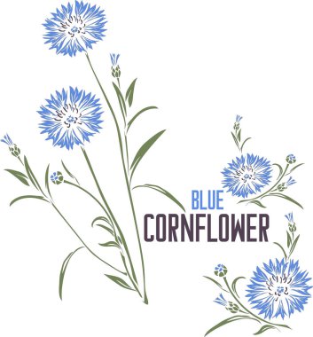 Mavi çiçek bitkisi vektör siluetinde. Centaurea siyanus şifalı bitki görüntüsü. Tıp için mavi renkli Cornflower çiçeklerinin vektör botanik çizimi. Cornflower Blue Officinalis 'in eşleşmesi ve silueti