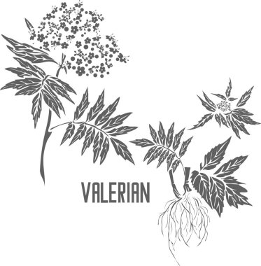 Valeriana temsilcisi vektör siluetinde. Valeriana şifalı bitki taslağı. İlaç vektör görüntüsü için sırada Valerian çiçeği ve yaprakları var. Valeriana 'nın resmi iyileştirme tesisinin çizimi