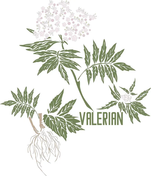 Valerian bitkisi vektör siluetinde. Valeriana şifalı bitki görüntüsü. Valeriana resmi yapraklarının vektör botanik çizimi, çiçek, tıp için kök rengi. Valeriana memurlarının eşleşmesi ve silueti