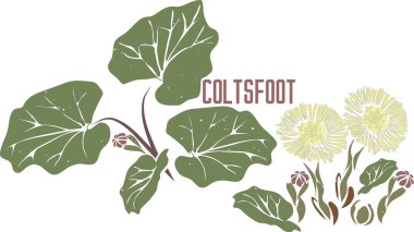 Colts vektör siluetine ayak basıyor. Tussilago farfara şifalı bitki görüntüsü. İlaç ve yemek pişirmek için Coltsfoot çiçeklerinin renkli vektör botanik çizimi. Çizgili ve renkli Coltsfoot bitkisi