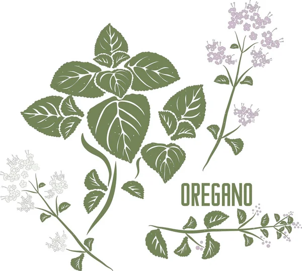 Yaprakları vektör siluetinde olan Oregano sapı. Origanum vulgare tıbbi şifalı bitki görüntüsü. Oregano bitkisinin tıp ve yemek pişirme renginde bir dizi vektör botanik çizimi. Çizgili ve renkli Oregano.