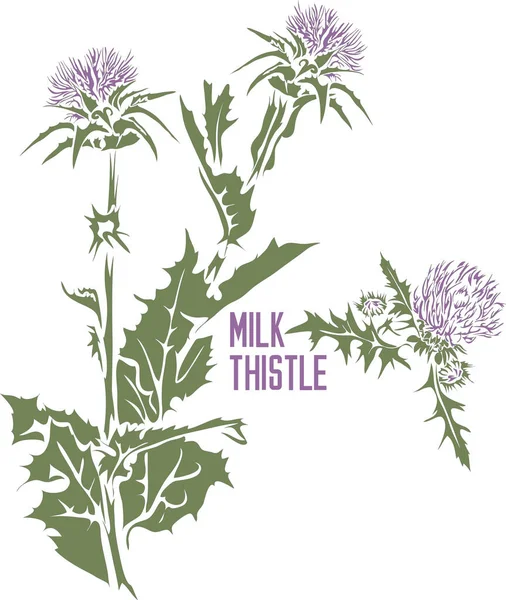 stock vector Milk thistle flower in vector silhouette. Silybum marianum Gaertn medicinal herb outline. Set of vector image of Spotted milk thistle plant in color for medicine and botany. Milk thistle in contour and color