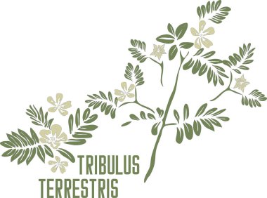 Tribulus terrestris vektör siluetinde bitki. Tribulus terrestris şifalı bitki taslağı. İlaç ve botanik için renkli Tribulus terrestris çiçeklerinin vektör görüntüsü. 