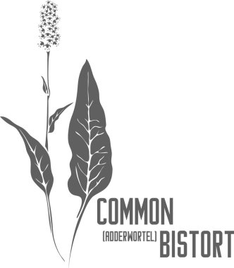 Genel Bistort vektör silueti. Poligonum bistorta şifalı bitki taslağı. İlaç vektör görüntüsü için bistorte yaprakları ve çiçekler sıraya dizilsin. Adderwortel 'in şifalı çiçeğinin birleşik çizimi.