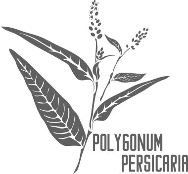 Persicaria maculosa vektör silueti. Poligonum persikaria tıbbi şifalı bitki taslağı. Poligonum persikaria yaprakları ve çiçekler tıbbi vektör görüntüsü için sıraya dizilsin. Hanımefendinin baş parmak iyileştiren çiçeğinin birleşik çizimi.