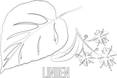 Çiçek vektör hatlı ıhlamur dalı. Tıbbi Tilia kordata bitki taslağı. Eczacılık ve kozmetoloji için sırada Linden yaprağı ve çiçekler var. Şifalı bitkilerin birleşik çizimi