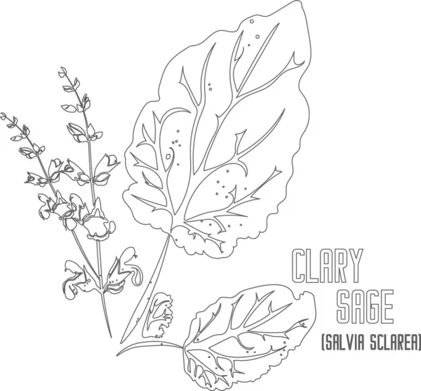 Clary Sage vektör hatları. Tıbbi Salvia skalası bitki taslağı. İlaç ve kozmetoloji için sırada Clary Sage var. Şifalı bitkilerin birleşik çizimi