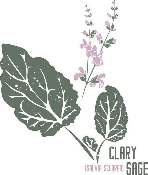 Renkli vektör siluetinde Clary adaçayı şifalı bitkisi. Tıbbi Salvia skalası bitkisi. Eczacılık ve aşçılık için renkli Clary adaçayı çiçekleri ve yaprakları. Şifalı bitkiler renk çizimi.
