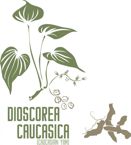 Beyaz Dioskorea şifalı bitkisi. Renkli vektör silueti. Medicinal Dioscorea Kafkasya Lipsky fabrikası. Yam Kafkas kökü seti ve farmasötikler ve yemek pişirmek için renkli yapraklar. Şifalı bitkiler renk çizimi.