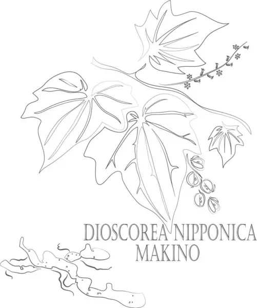 Dioscorea nipponica kök vektör konturu. Medicinal Dioscorea nipponica Makino bitki taslağı. Yam Dioscorea nipponica kökü ve yaprakları ilaç ve aşçılık için sıraya dizildi. Şifalı bitkilerin birleşik çizimi