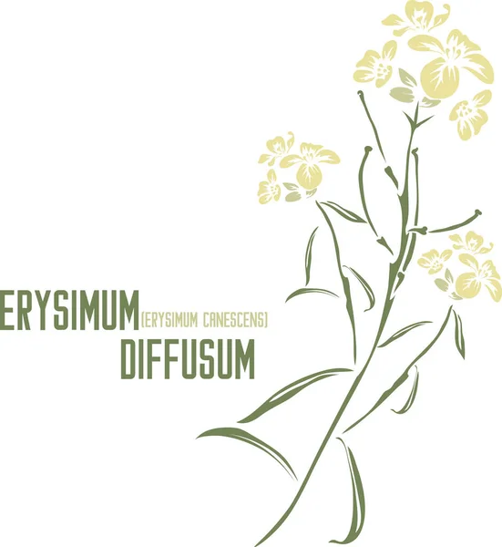 Erysimum diusum çiçekleri ve yapraklar vektör siluetini renklendirir. İlaçlar için renkli görüntülü tıbbi Erysimum kanesanları Roth bitkisi seti. Şifalı bitkiler renk çizimi