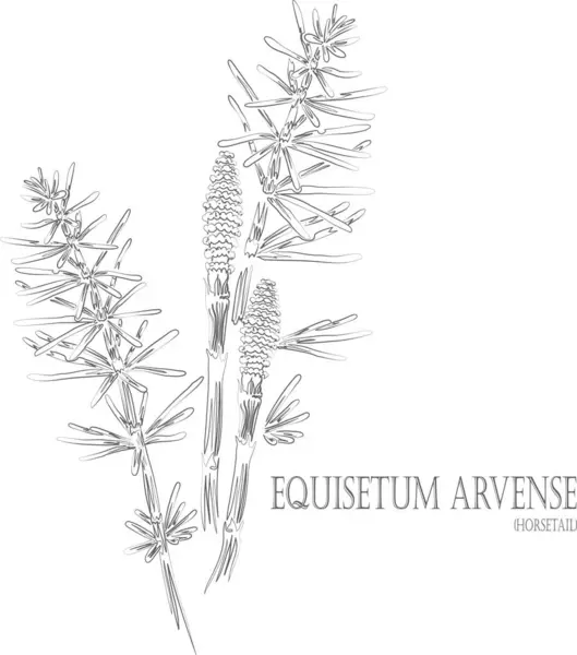 At kuyruklu bitki taşıyıcı hatları. Equisetum arvense bitki taslağı. Tıbbi Equisetum Arvense seti eczacılık kuyruğunda. Şifalı bitkilerin birleşik çizimi