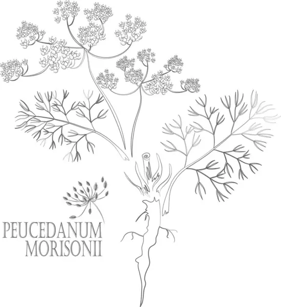 Peucedanum morisonii yaprakları, tohumlar ve kök vektör hatları. Peucedanum morisonii Besser bitki taslağı. İlaç kuyruğunda Peucedanum morisonii seti. Şifalı bitkilerin birleşik çizimi