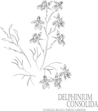Consolida regalis veya Forking Larkspur çiçek vektör hatları. Delphinium konsolida taslağı. İlaç kuyruğunda Delphinium konsolidası var. Şifalı bitkilerin birleşik çizimi