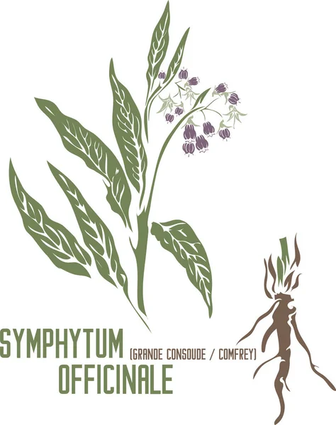 Comfrey veya Grande konsoude kökü renk vektörü siluetinde. Tıbbi Symphytum officinale bitkisi. Eczacılık için renkli resimli Symphytum officinale çiçekleri seti. Şifalı bitkiler renk çizimi