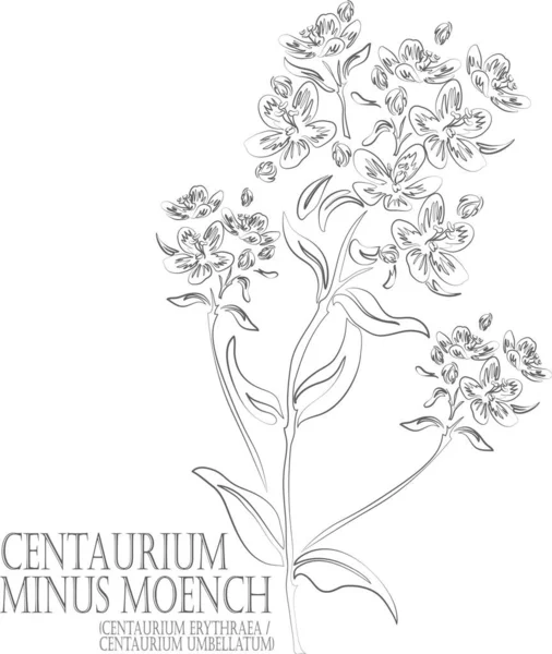 Centaurium eritraea, Centaurium umbellatum vektör konturu. Centaurium eksi Moench taslağı. Bir set Centaurium eksi Moench ilaç için sırada. Şifalı bitkilerin birleşik çizimi