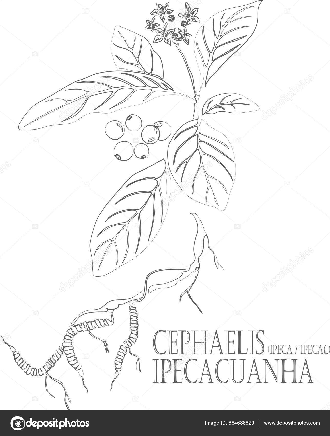 Ipecac Vector Contour Cephaelis Ipecacuanha Plant Outline Set Cephaelis