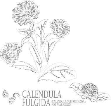 Kadife çiçeği, Calendula Suffruticosa subsp. Fulgida vektör konturu. Calendula Fulgida bitki taslağı. Bir dizi takvim tohumu, eczacılık kuyruğunda çiçekler. Şifalı bitkilerin birleşik çizimi