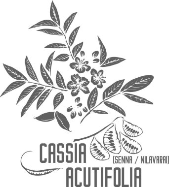 Senna, Sennas, Nilavarai vektör silueti. Medicinal Cassia acutifolia bitki taslağı. Cassia acutifolia çiçekleri ilaç kuyruğunda meyve yaprakları oluşturuyor. Şifalı bitkilerin birleşik çizimi