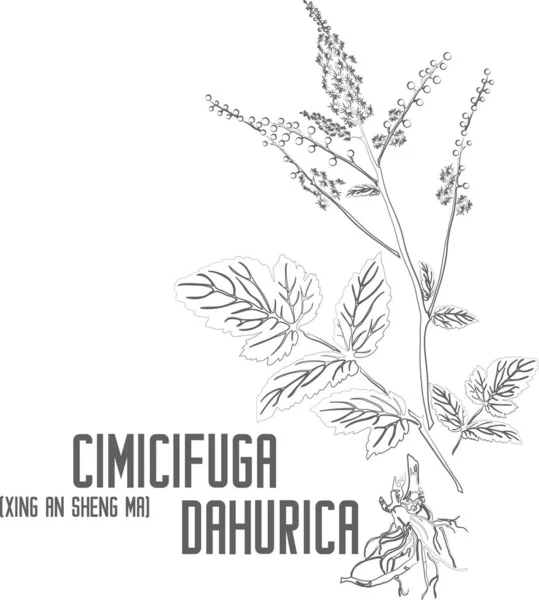 Xing An Sheng Ma vektör hatları. Cimicifuga dahurica bitki taslağı. Cimicifuga dahurica çiçek yaprakları ilaç kuyruğunda kök saldı. Şifalı bitkilerin birleşik çizimi