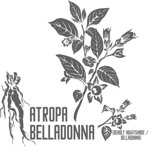 Deadly nightshade vector silhouette. Medicinal Atropa belladonna plant outline. Set of Belladonna flowers fruits root in Line for pharmaceuticals. Contour drawing of medicinal herbs
