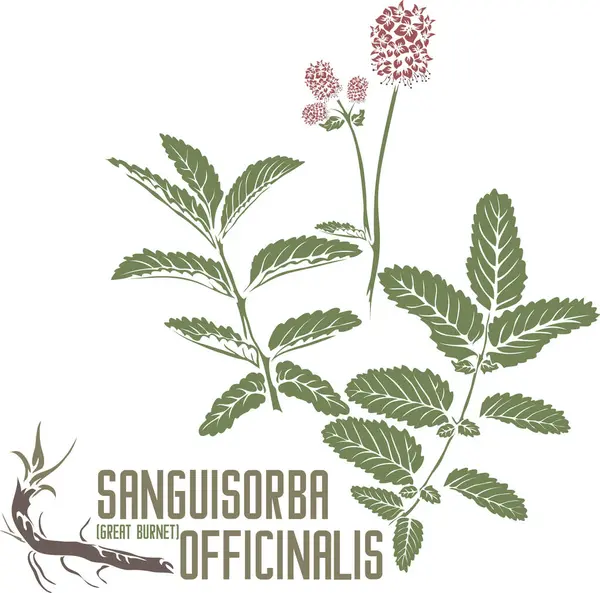 Renkli vektör siluetinde büyük Burnet yaprakları. Tıbbi Sanguisorba officinalis bitkisi. Sanguisorba officinalis çiçekleri seti farmasötikler için renkli görüntüler içerir. Şifalı bitkiler renk çizimi
