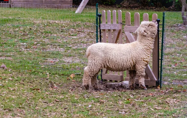 Hungry pet sheep tries to open the gate to its pen on the side of an Uptown New Orleans home.