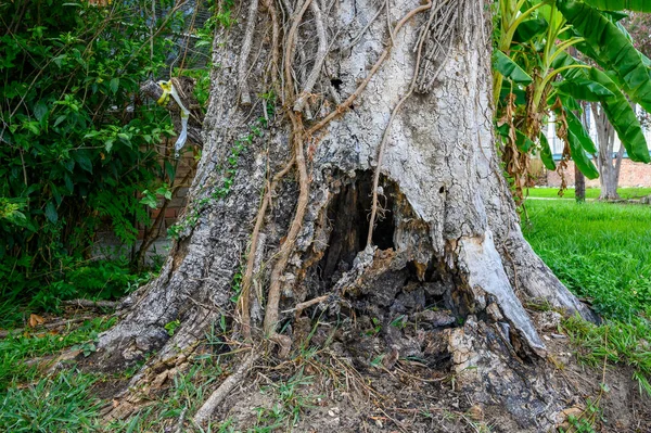 Nahaufnahme Eines Stark Verrotteten Baumes Einem Wohnviertel New Orleans Louisiana lizenzfreie Stockbilder