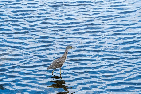 Juvenile Gul Krönt Natt Heron Grunda Pontchartrain Sjön — Stockfoto