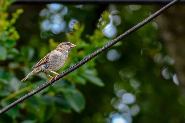 Side View House Sparrow Utility Wire — Stock Photo, Image