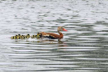 Adult black-bellied whistling duck swimming with its ducklings Audubon Park, New Orleans, Louisiana, USA clipart