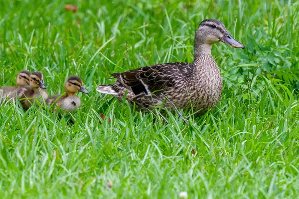 stock image Female mallard leads her ducklings through the grass at Audubon Park, New Orleans, Louisiana, USA