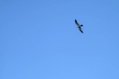 Mississippi Kite (Ictinia Missippiensis) New Orleans, Louisiana, ABD 'de yükseliyor