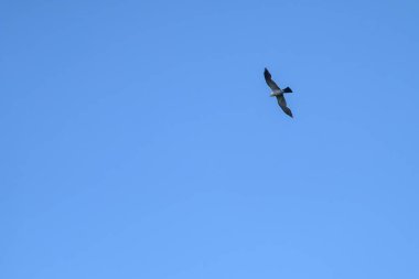 Mississippi Kite (Ictinia Mississippiensis) soars overhead in New Orleans, Louisiana, USA clipart