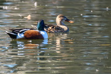 Male and female Northern Shoveler Ducks on a pond in Audubon Park, New Orleans, LA, USA clipart