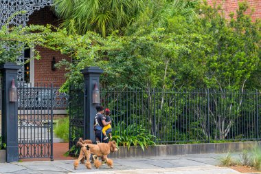 NEW ORLEANS, LA, ABD - 15 Eylül 2024: Bir futbol forması giyen kadın, çocuğu ve iki Fransız kanişi ile yürüyor, boyalı fleur-de-lis tasması takıyor