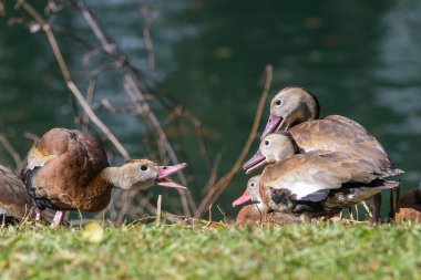 New Orleans, Los Angeles 'taki Audubon Park Gölü' nün yanındaki Kara Göbekli Islık Ördeği 'nden bir ısırık.