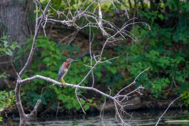 Green Heron, New Orleans, LA, ABD 'deki Audubon Park' taki lagünün üzerinde bir dalda.