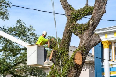New Orleans, Los Angeles, ABD - 5 Aralık 2023: Bir kiraz toplayıcısının tepesindeki ağaç budayıcı büyük bir meşe ağacını budamak için son rötuşları yapıyor