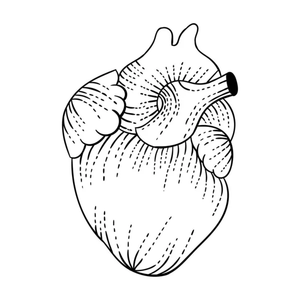 Corazón Logotipo Diseño Ilustración — Vector de stock