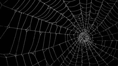 Ürkütücü örümcek ağı siyah arkaplanı özetliyor