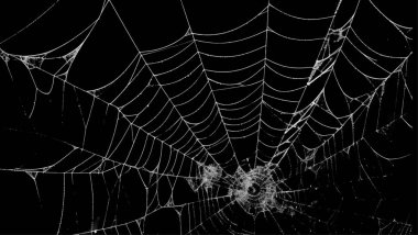 Ürkütücü örümcek ağı siyah arkaplanı özetliyor