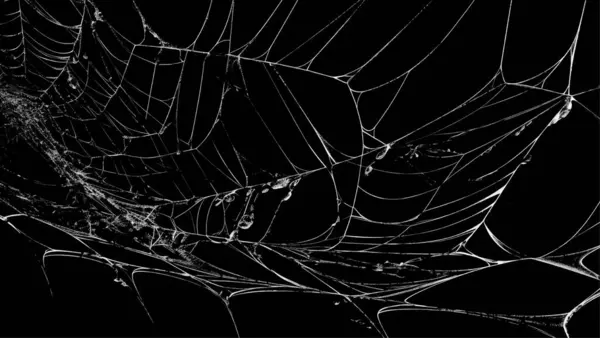 Ürkütücü örümcek ağı siyah arkaplanı özetliyor